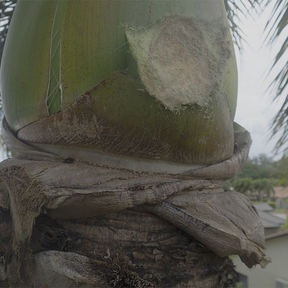 palm climbed for deseeding in Townsville