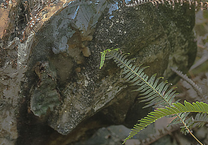 Mixed media cement. Cassowary plaque by Italo Giardina FNQ, Townsville, dry tropics gallery