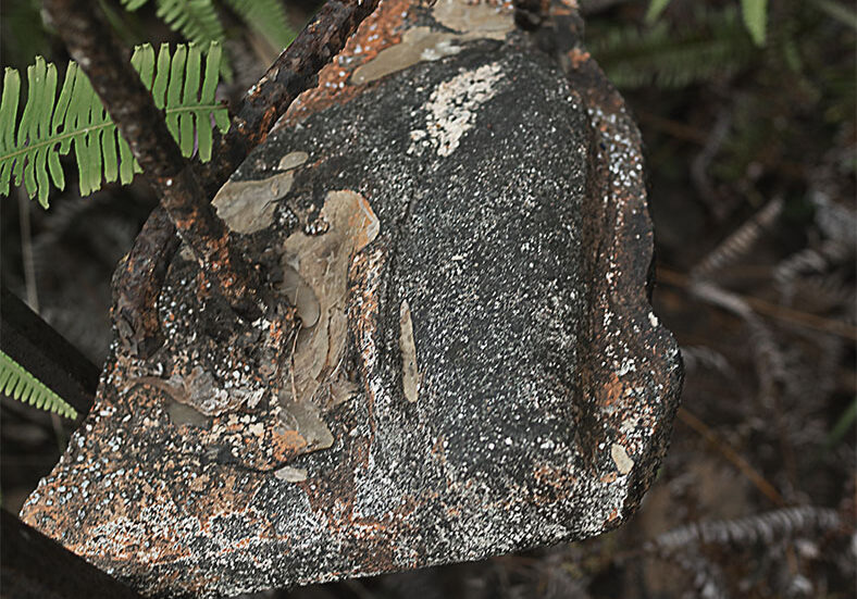 Mixed media cement. Cassowary plaque by Italo Giardina FNQ, Townsville, dry tropics gallery