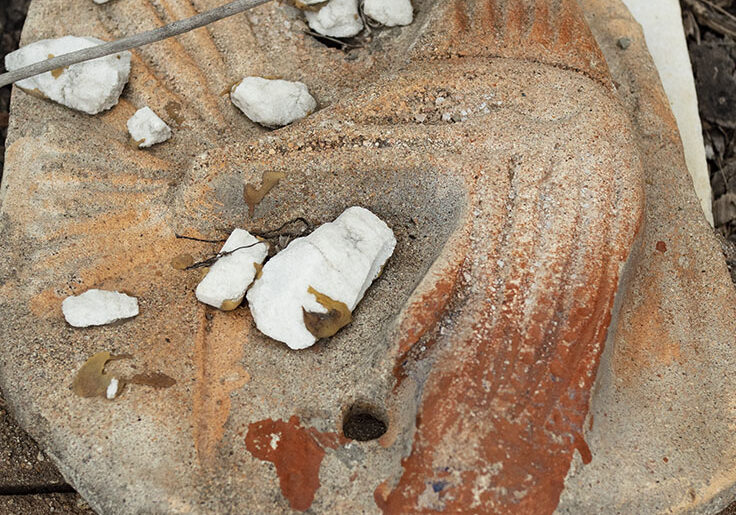 Mixed media cement. Cassowary plaque by Italo Giardina FNQ, Townsville, dry tropics gallery