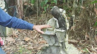 Syncretic forms Syncretic forms