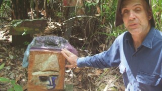 Cassowary sculptures on tropical wetlands of the Cassowary coast region. Cassowary sculptures on tropical wetlands of the Cassowary coast region.
