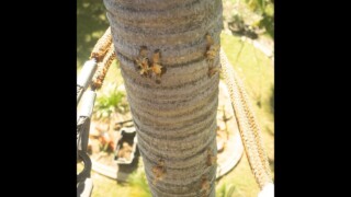 The palm climber The palm climber