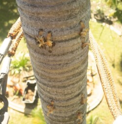 The palm climber The palm climber