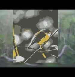 Swamp tramp Swamp tramp