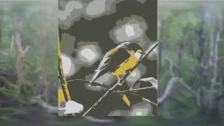 Swamp tramp Swamp tramp