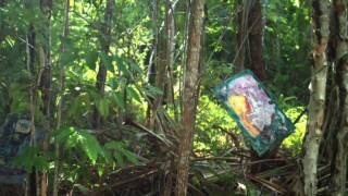 Gaze on nature Gaze on nature