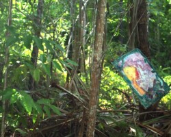 Gaze on nature Gaze on nature